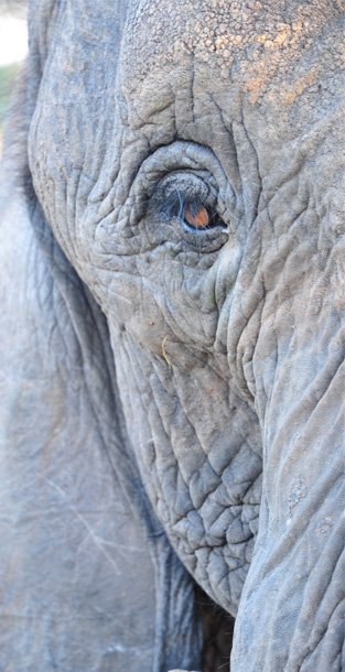 Elephants at Chaminuka